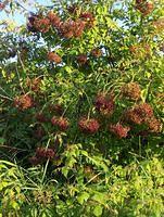 aug08 020.jpg