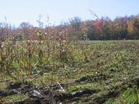 Big meadow