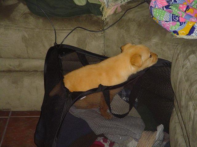 bailey_cider 013.jpg