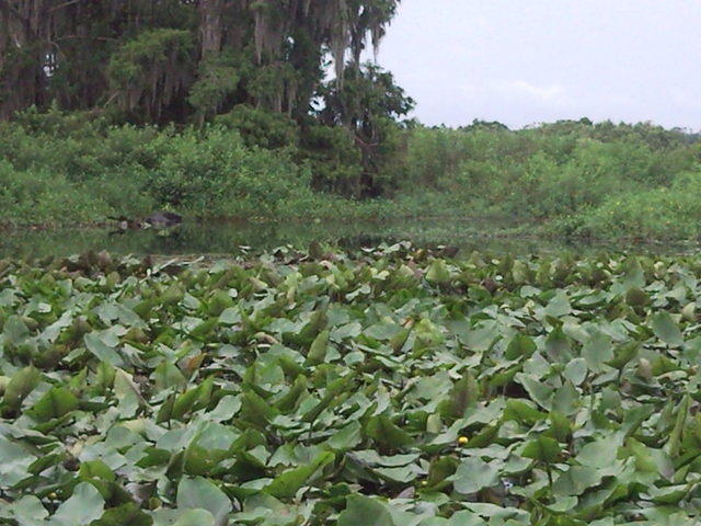 florida2010 043.jpg