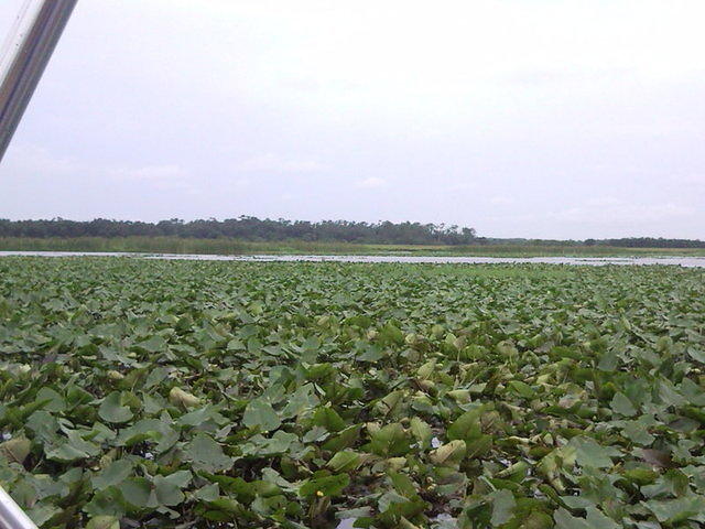 florida2010 044.jpg