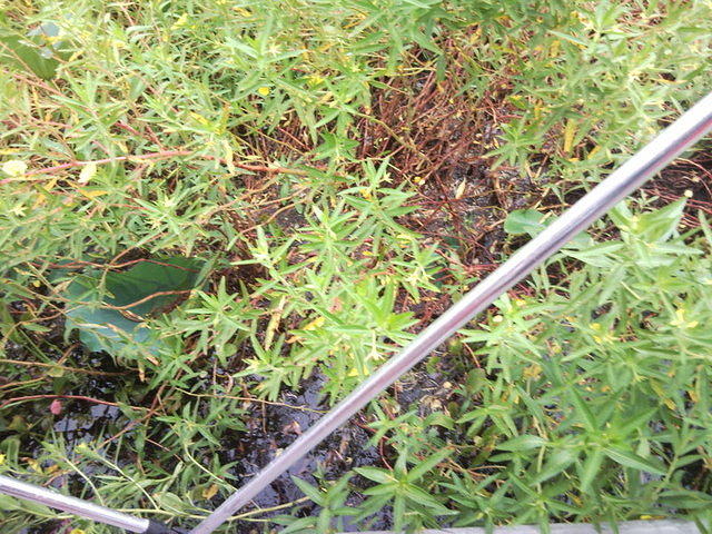 florida2010 053.jpg