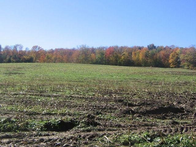 fallfoilage07 016.jpg