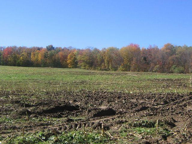 Big Meadow