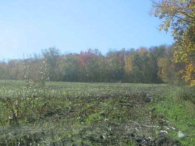 Big meadow
