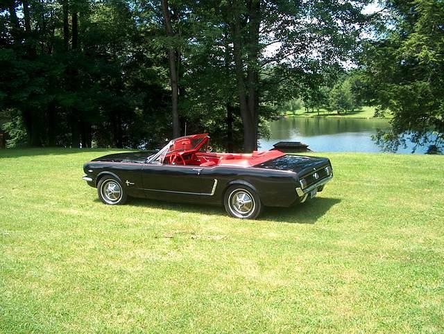 mustang 019