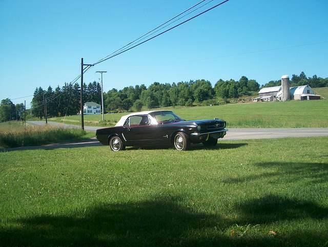 mustang 033