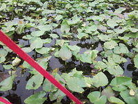 florida2010 046.jpg