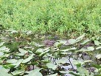 florida2010 047.jpg