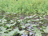 florida2010 048.jpg
