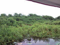 florida2010 051.jpg
