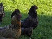 HPIM0410.JPG